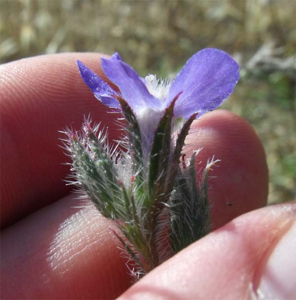 Anchusa officinalis